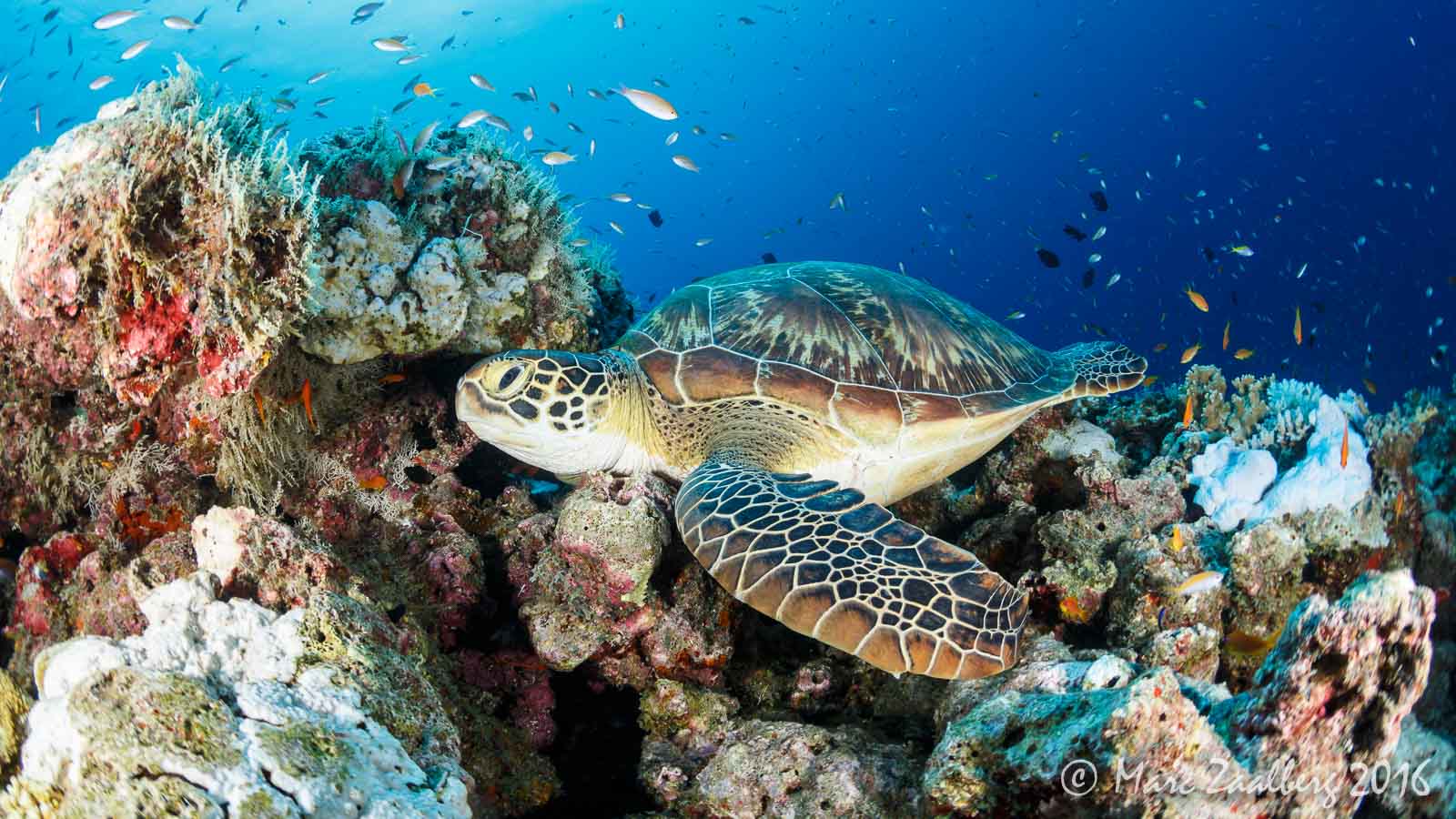 Scuba Diving Maldives Ocean Dimensions