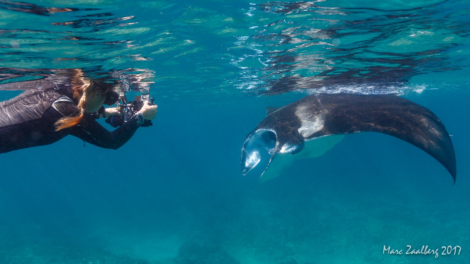 The mysterious world of Manta Rays explained by marine biologist Beth