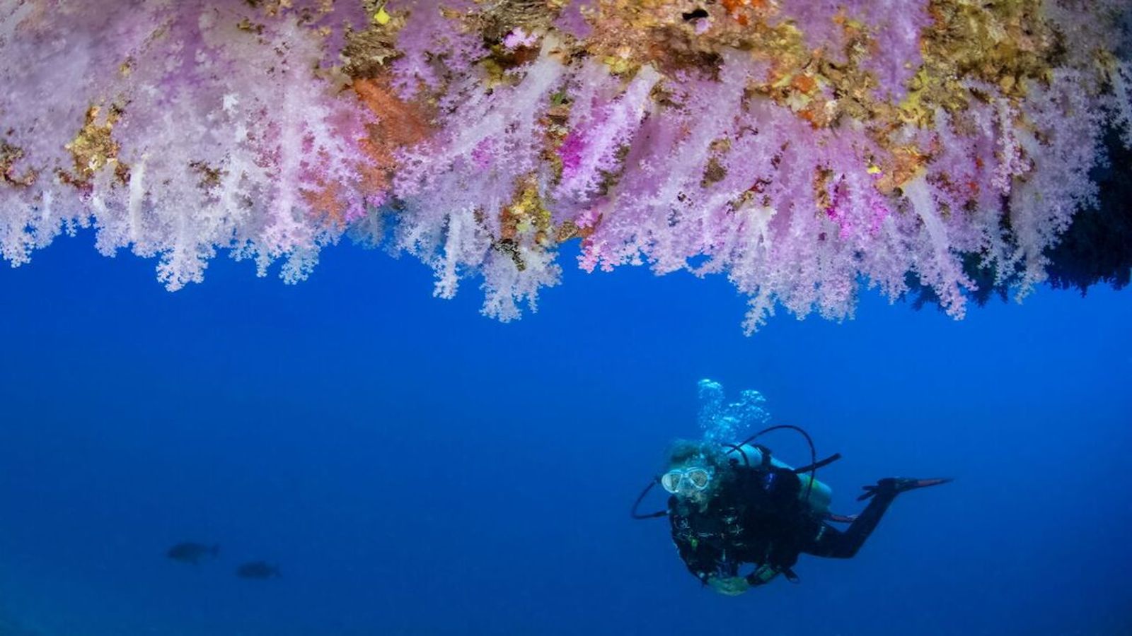 dive site2 Soft coral