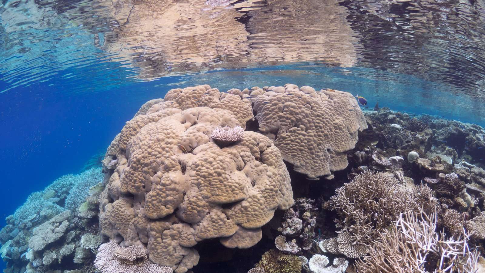 Coral reef coral symbiotic relationships