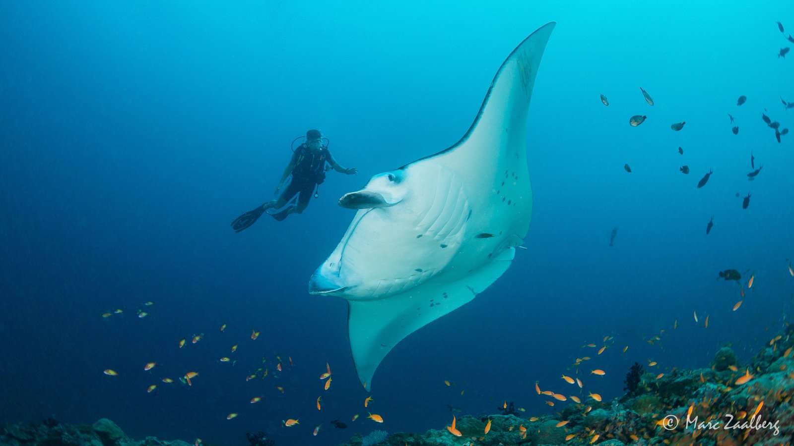 Reef Manta Ray manta encounter in June