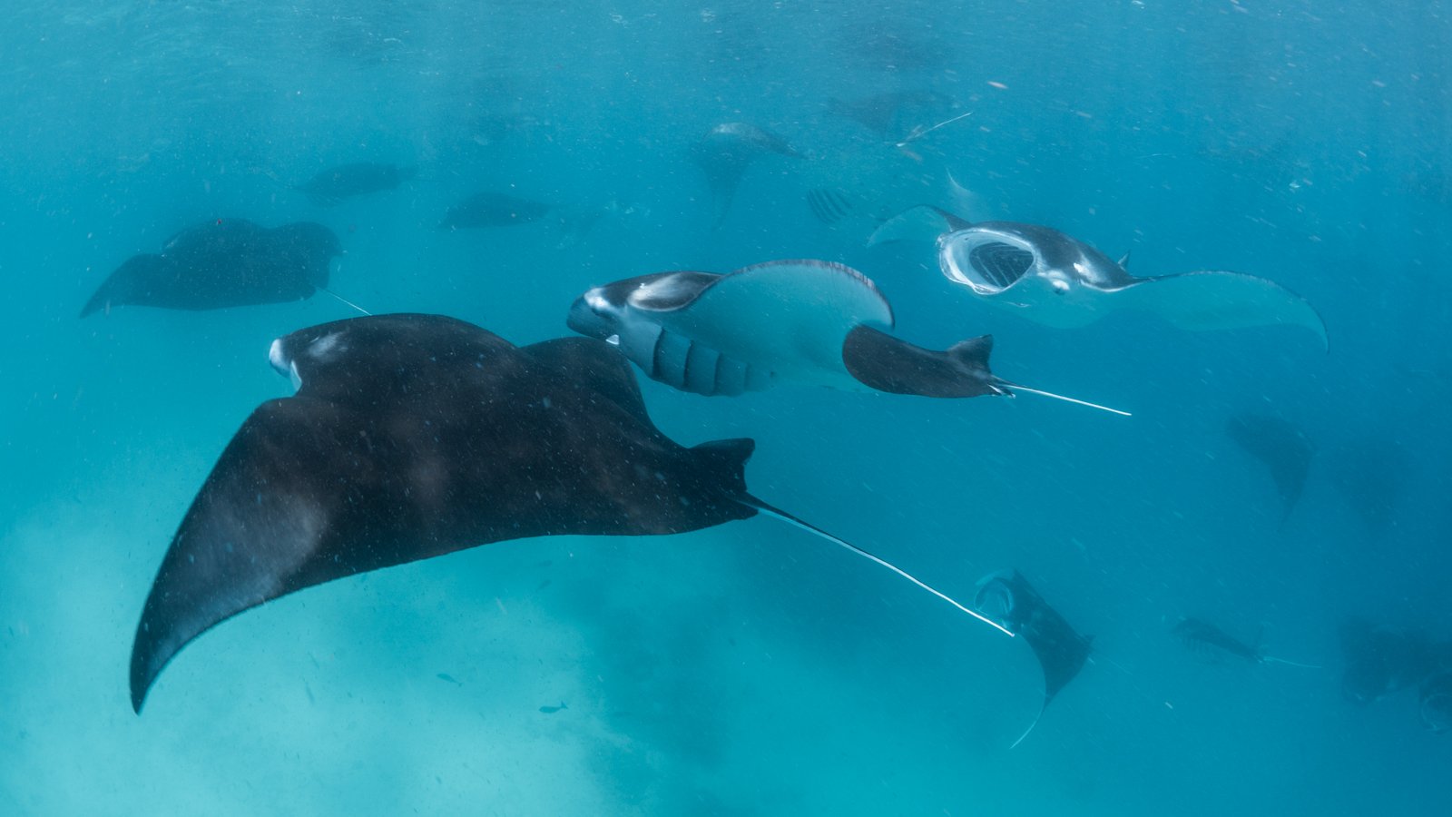 plankton soup – Hanifaru Bay plankton soup