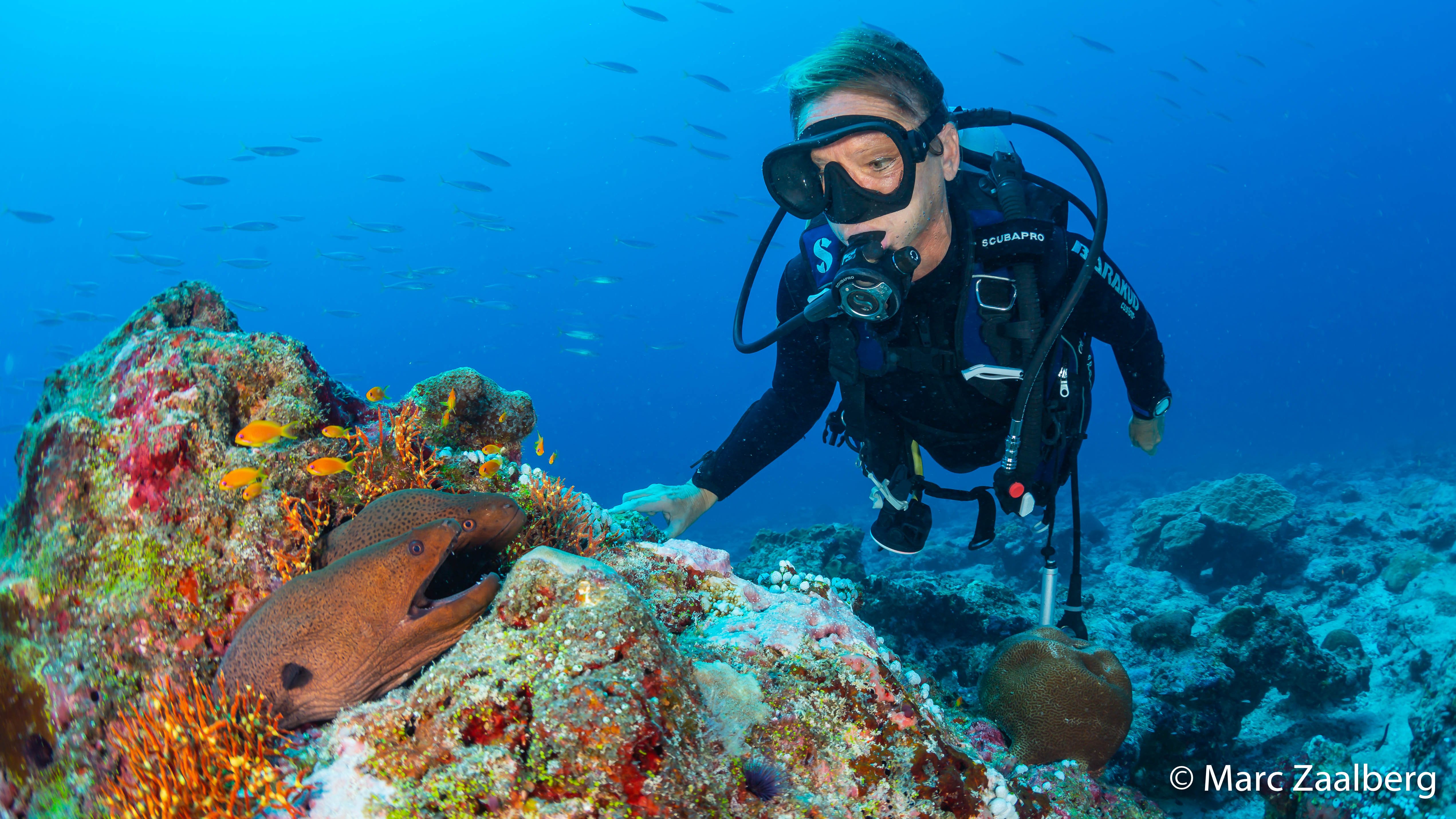 The secret life of moray eels - Ocean Dimensions
