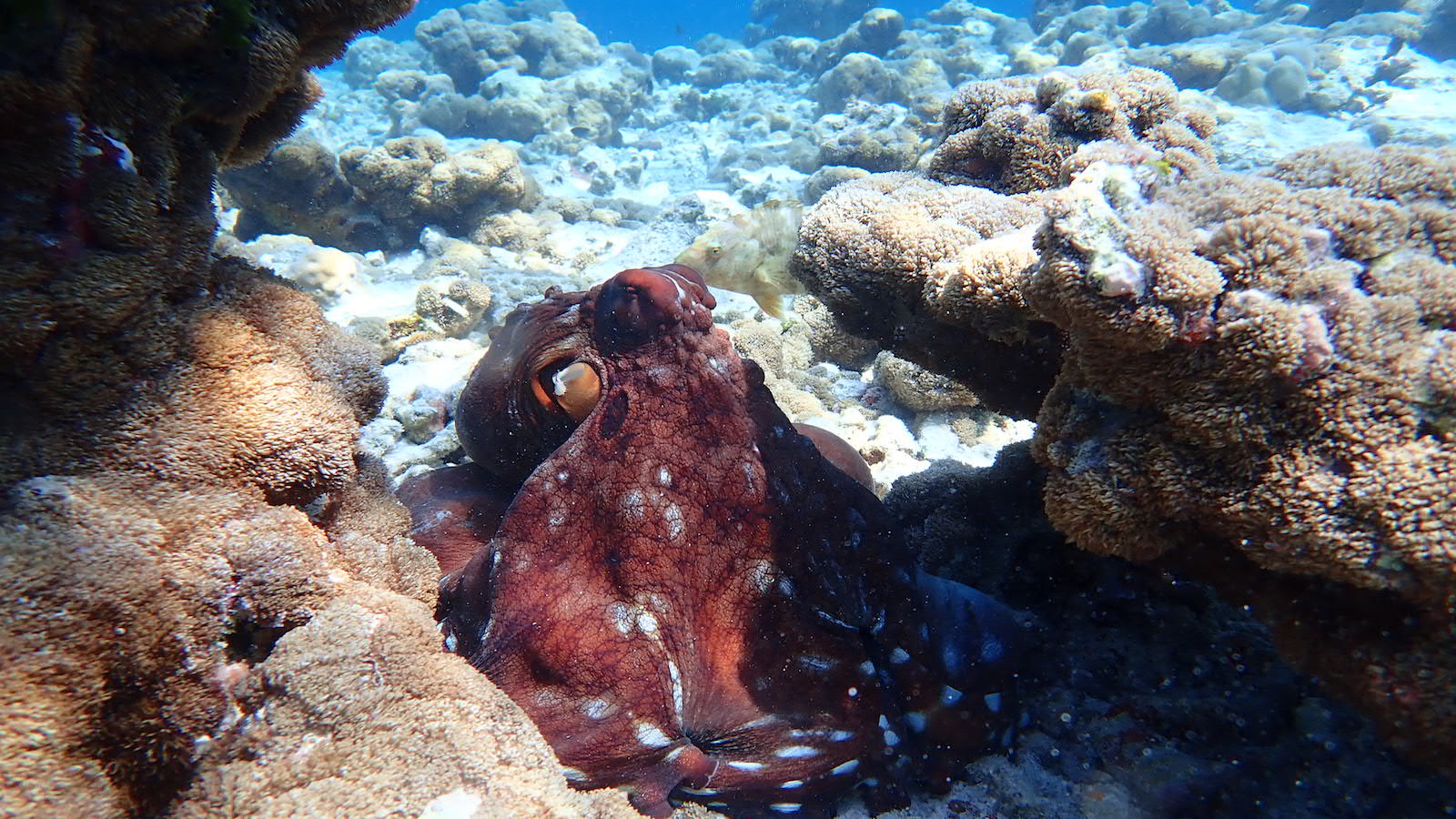OLYMPUS DIGITAL CAMERA octopus