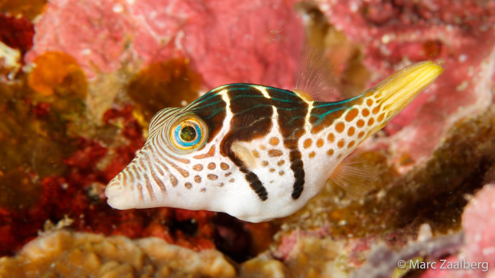 Pufferfish fish locomotion