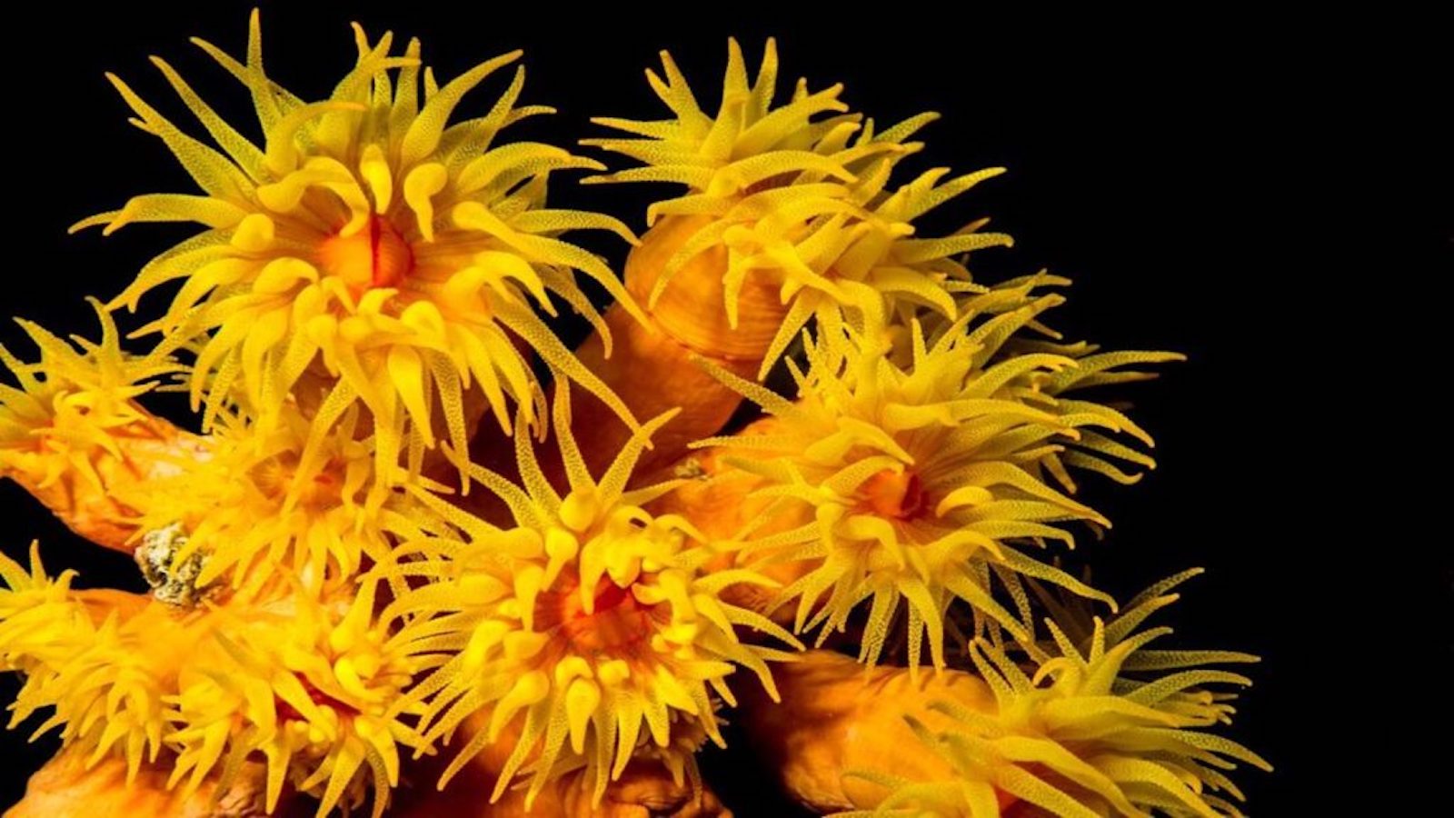 Coral-Reef-Life-Daisy-1024×576 Coral reefs