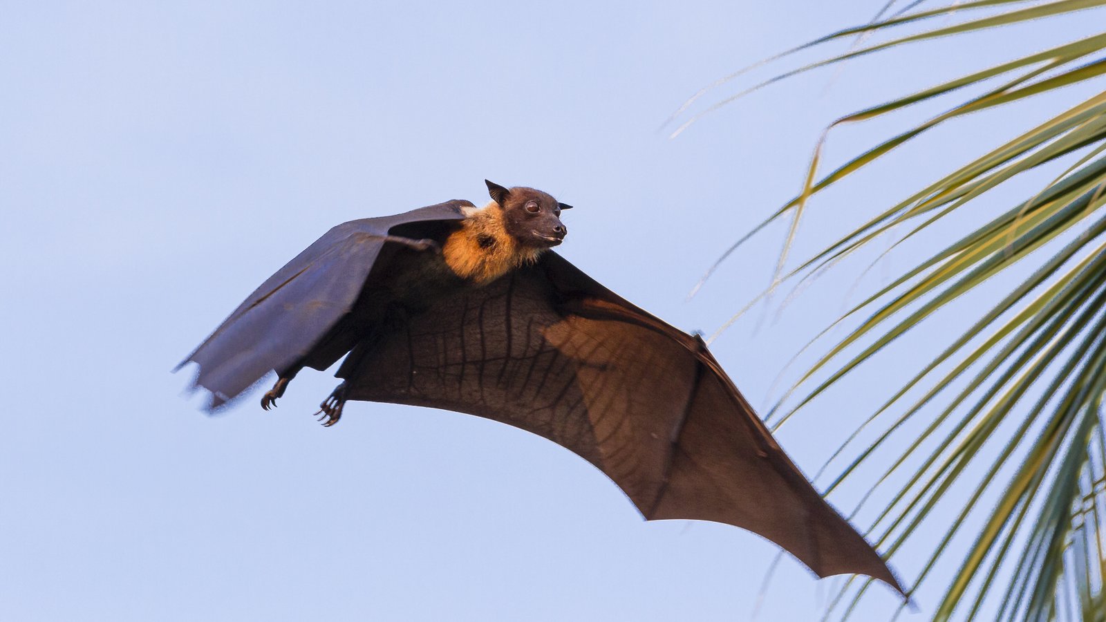 Flying Fox Fruit Bat Discount Sales Save 54 Jlcatjgobmx