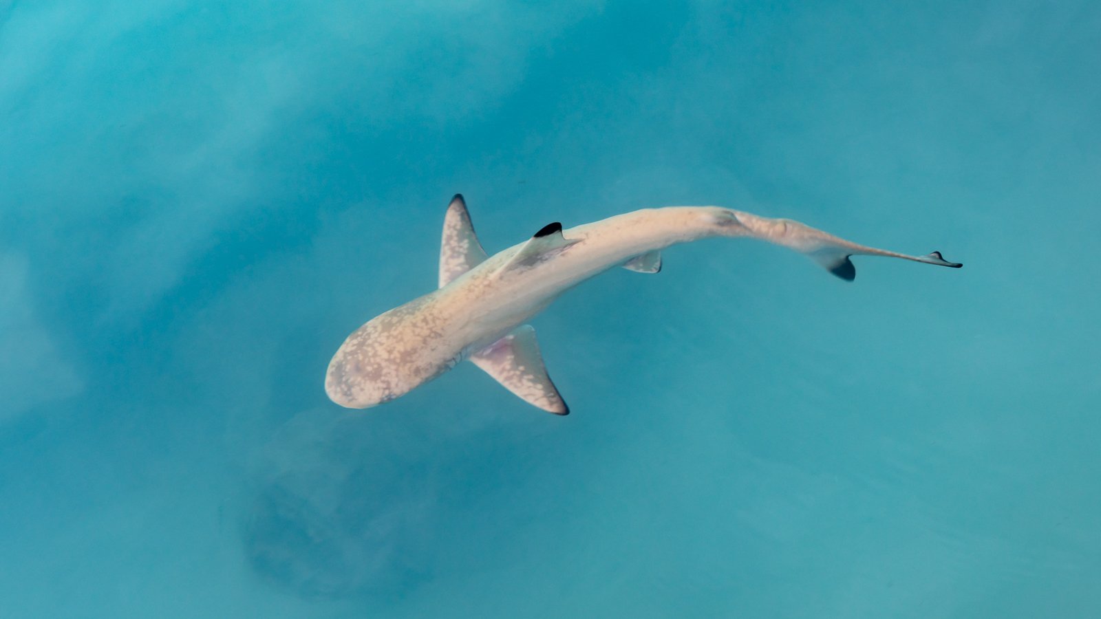LeucismBlackTipShark Blacktip Reef Shark