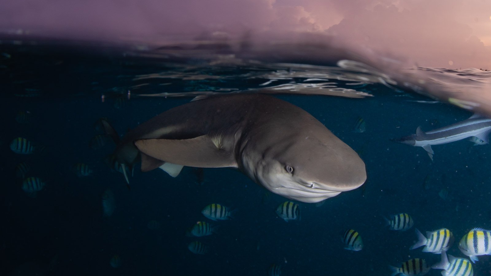Snorkeling with Blacktip Reef Sharks - Ocean Dimensions