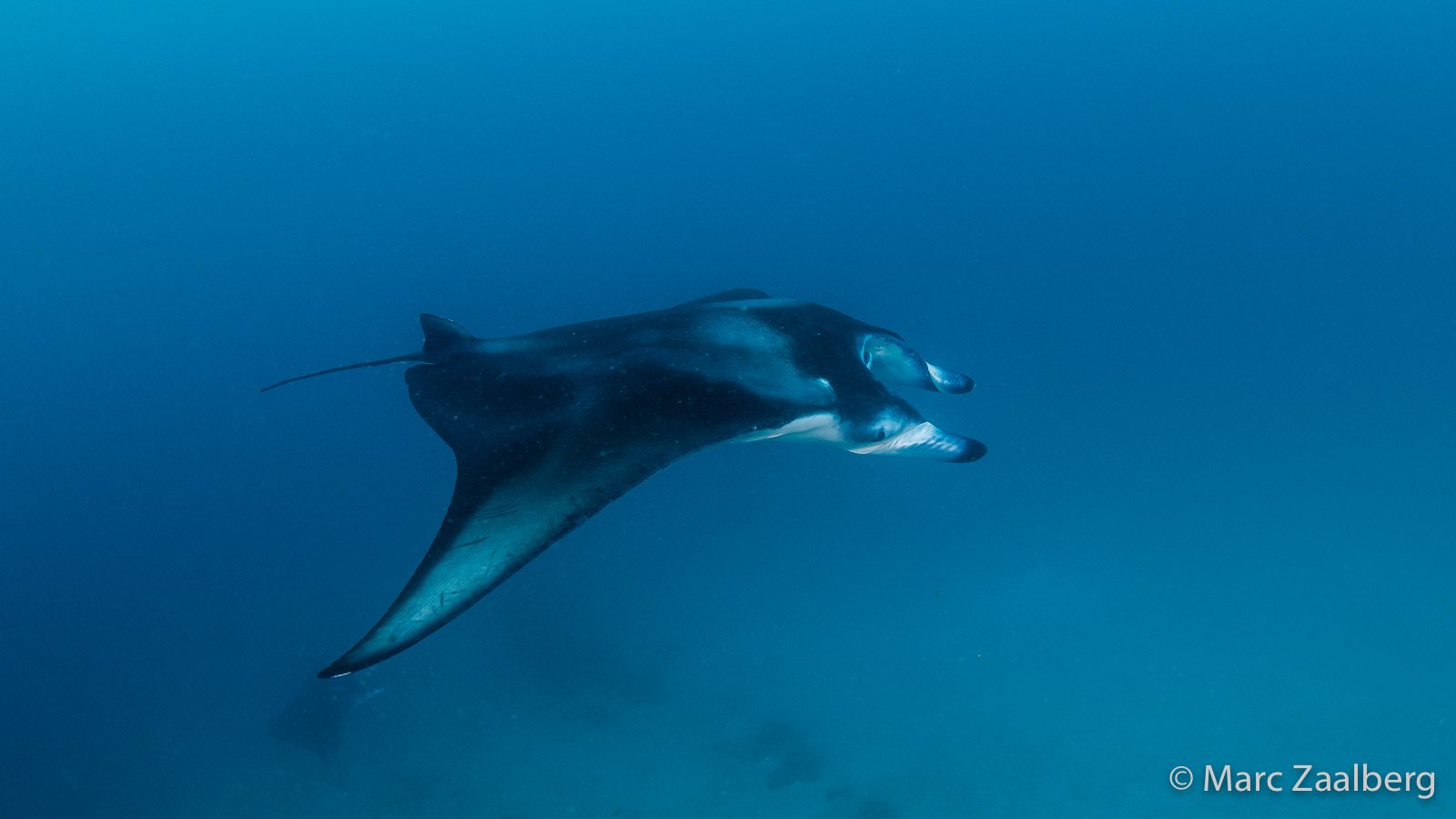 Manta Season so far2 Manta Season so far