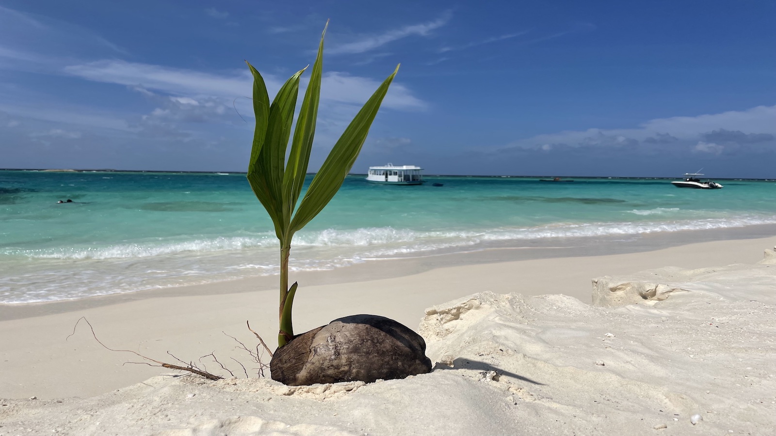 Coconut Coconut