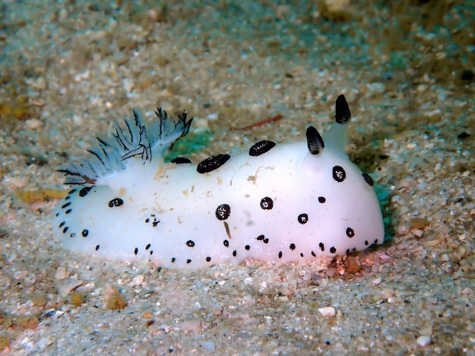 Nudibranch2 Nudibranch2