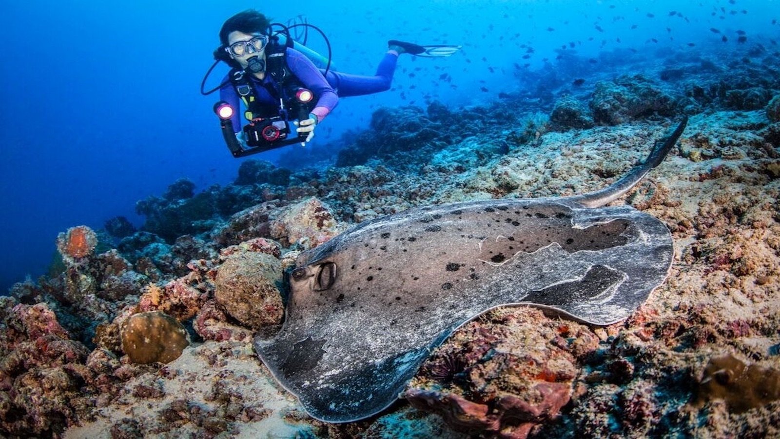 StingraysInTheMaldives2 Stingrays in the Maldives