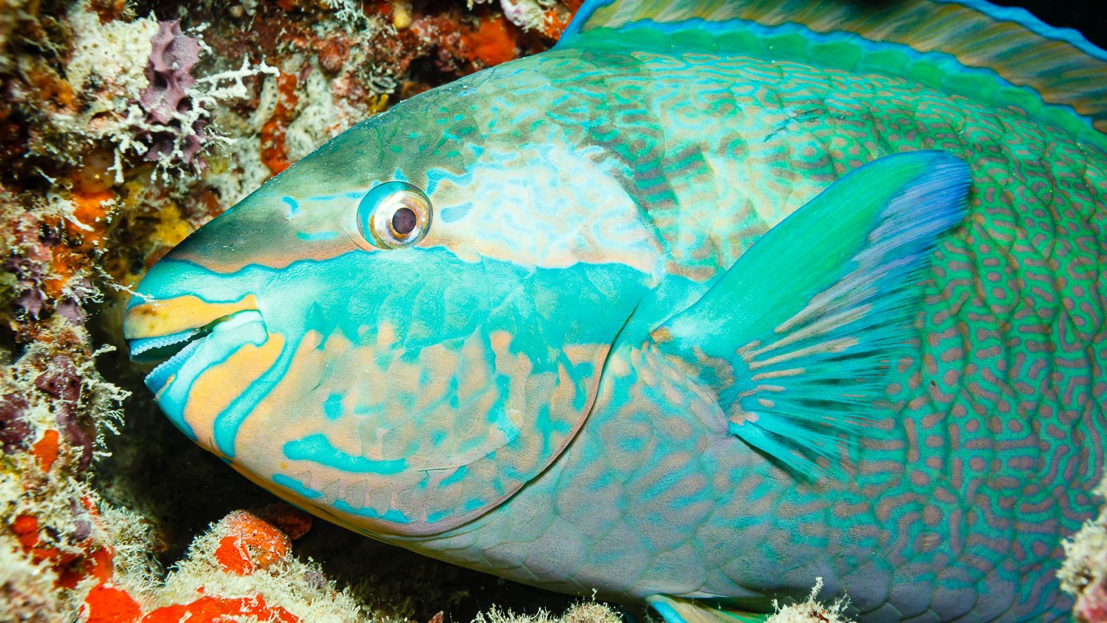 Do Fish Sleep?