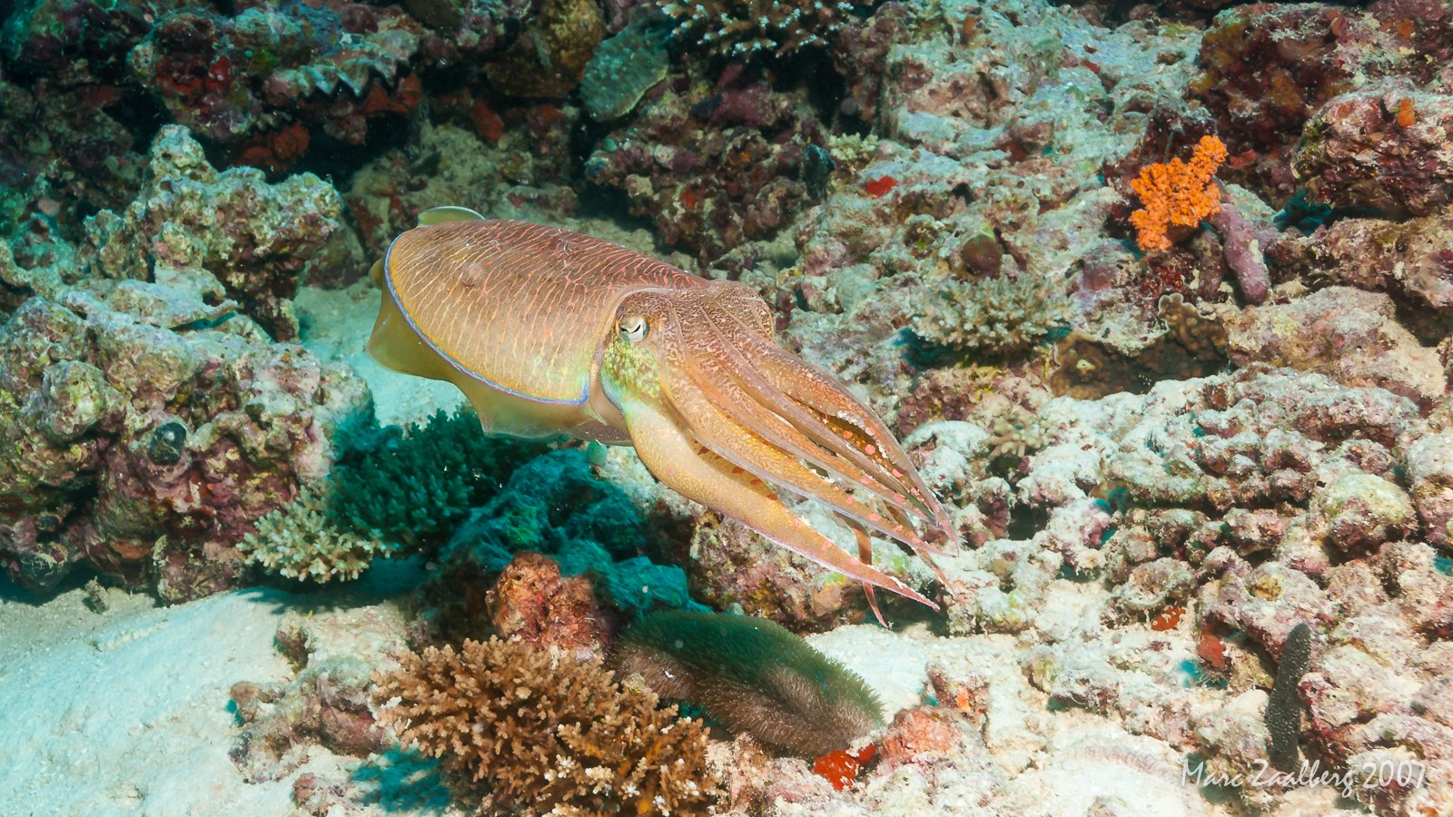 Squid or Cuttlefish - Ocean Dimensions