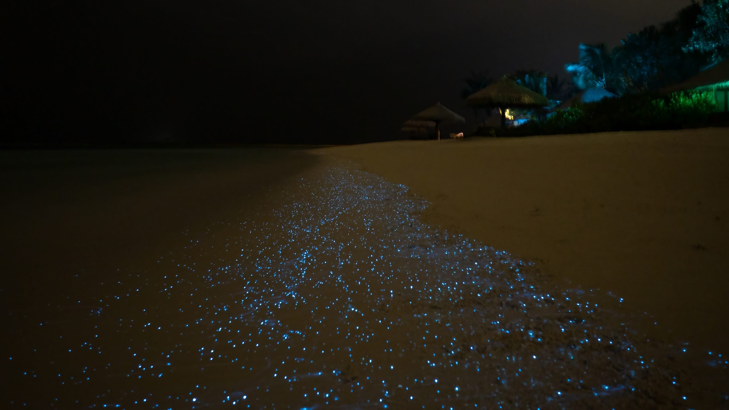 Bioluminescence: shining light