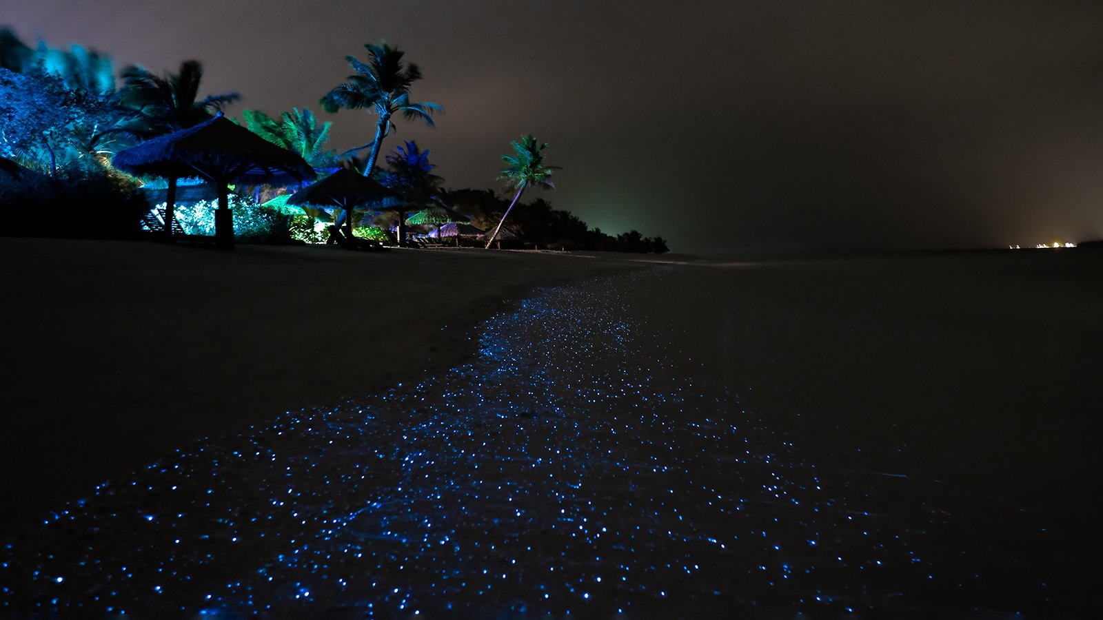 Bioluminescent plankton - Ocean Dimensions