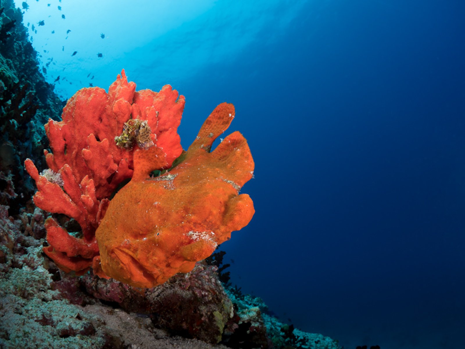 Rare Ocean Finds Rare Ocean Finds