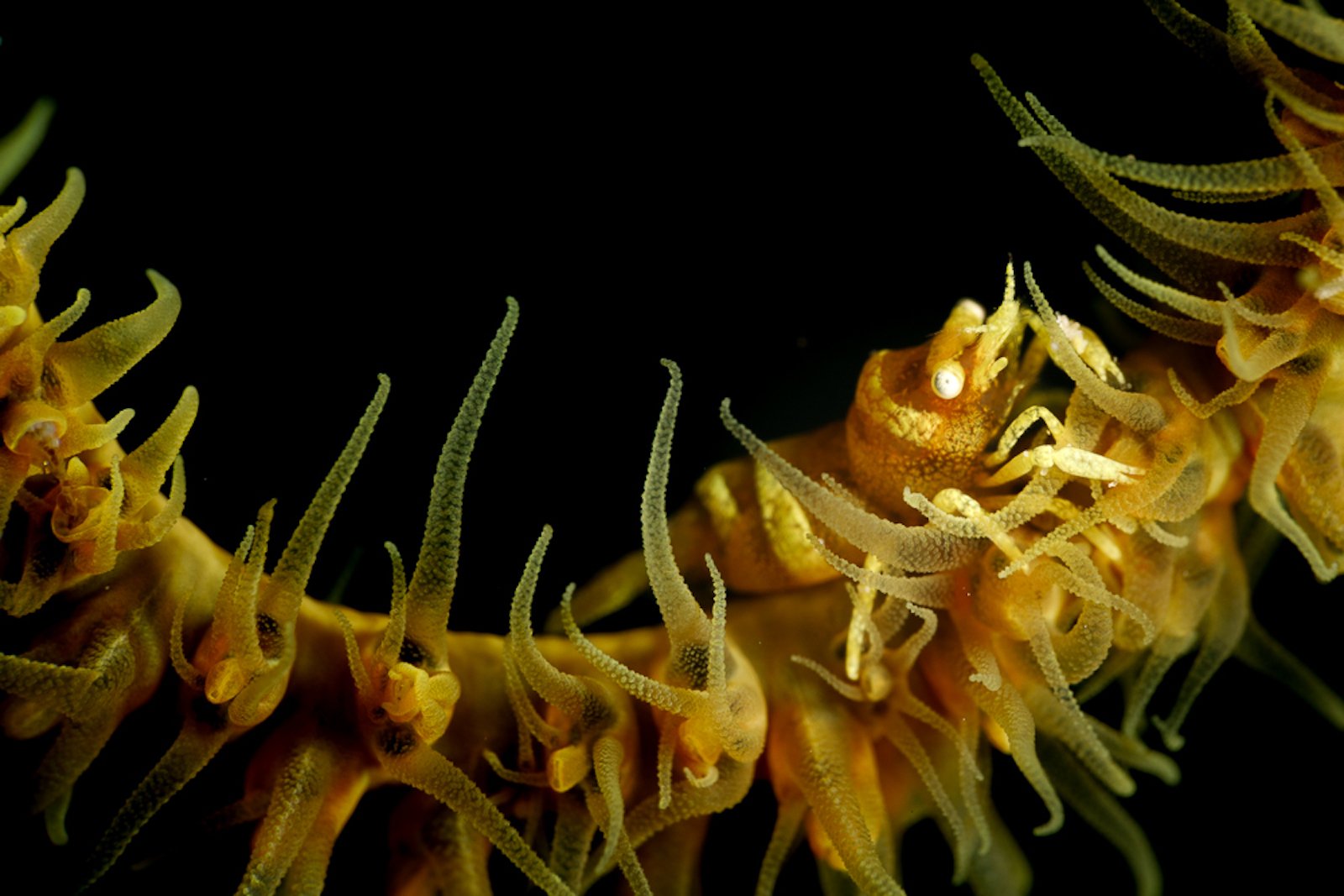 Night diving vs Night snorkelling1 Night diving vs Night snorkelling