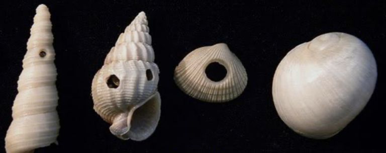 Shells Ocean Dimensions Maldives