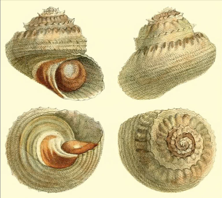 Eyes of St. Lucia Shells Ocean Dimensions