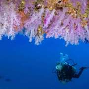 Snorkelling Under Coral at Ocean Dimensions Maldives