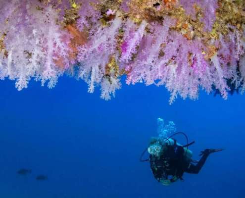 Snorkelling Under Coral at Ocean Dimensions Maldives