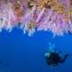 Snorkelling Under Coral at Ocean Dimensions Maldives