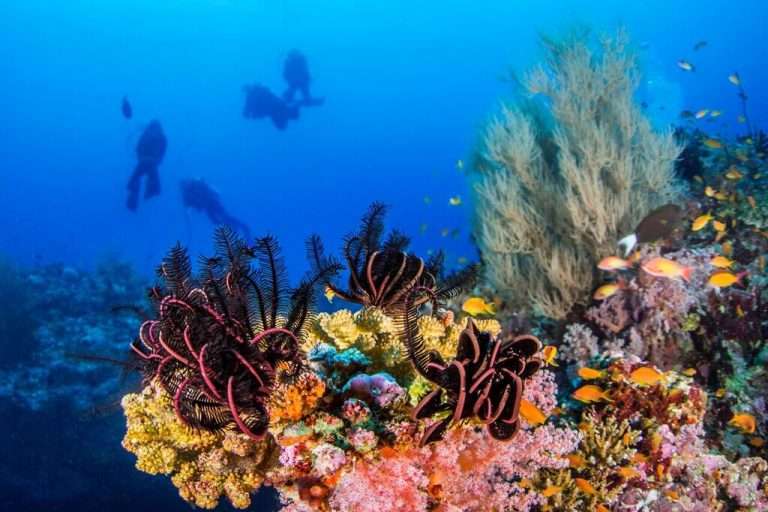 Corals Ocean Dimensions
