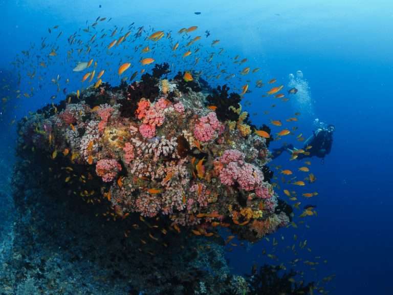 Reef Ocean Dimensions Maldives