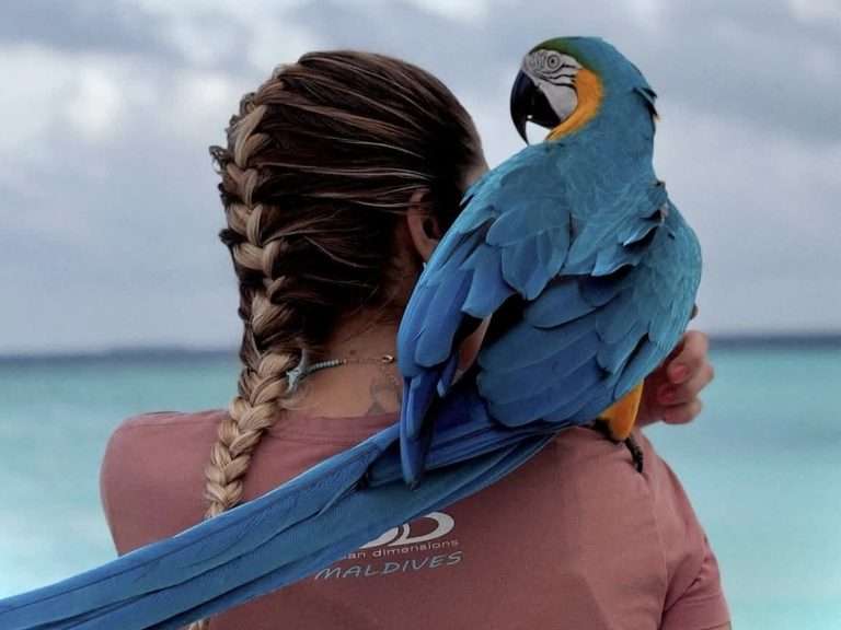 Ocean Dimensions Dive Centre Maldives Parrot