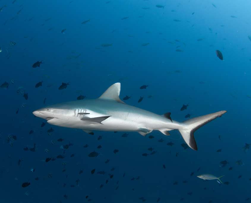 sharks spotted when diving at Ocean Dimension in the maldives