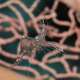 Cleaner Shrimp 1000 Species of Shrimp The Maldives With Ocean Dimensions
