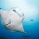 Manta Ocean Dimensions The Maldives