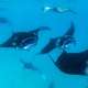 2022 Manta Season The Maldives With Ocean Dimensions
