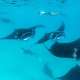 Hanifaru Bay Manta Rays in The Maldives Ocean dimensions