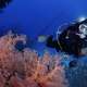 Scuba Diver and Coral with Ocean Dimensions The Maldives