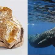 Ambergris