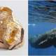 Ambergris