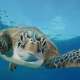 Turtle Reef Maldives The Maldives With Ocean Dimensions