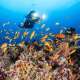 Diver with Antheas in The Maldives With Ocean Dimensions