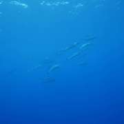 Dolphins Ocean Dimensions Maldives