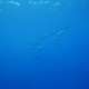 Dolphins Ocean Dimensions Maldives