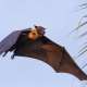 Fruit Bat The Maldives With Ocean Dimensions