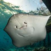 Ray at Ocean Dimensions Maldives
