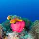 Clownfish Maldives Ocean Dimensions