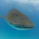 Whale Shark Maldives Ocean Dimensions