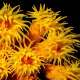 Coral Reef Daisy The Maldives With Ocean Dimensions