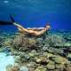 Coral and Snorkler The Maldives With Ocean Dimensions