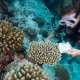Coral Bleaching Survey The Maldives With Ocean Dimensions